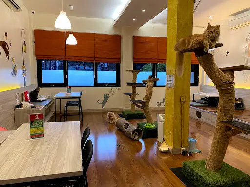 Gambar Makanan Kopi Cat Cafe by Groovy - Kemang 1